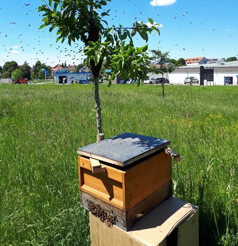 Projekt STEP-Grünland mit Bienenvolk