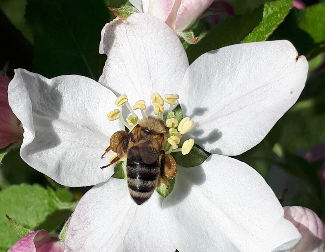 Biene auf dem Gelände von STEP-Grünland