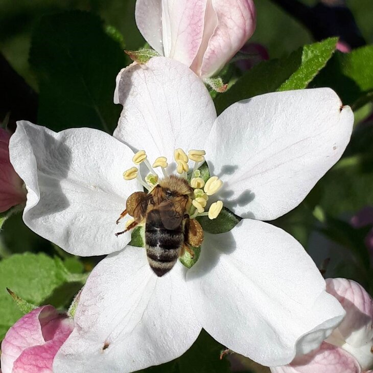 Bee on the STEP-Grassland site